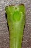  Pistil